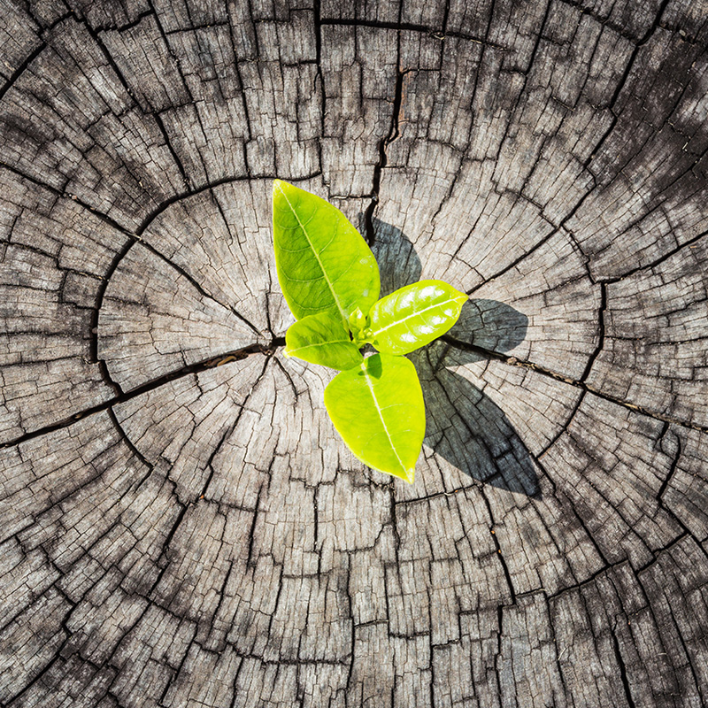 How I Can Help Image - Cross section of a tree with a leaf growing out of the middle.